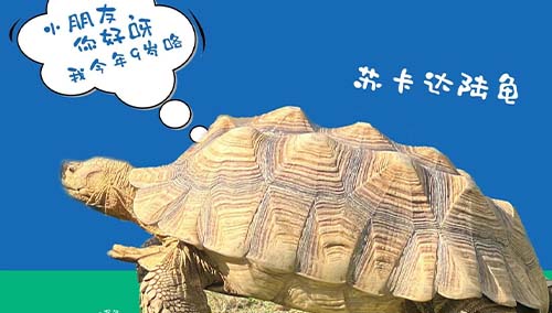 神奇的大象龟|小世界研学之旅